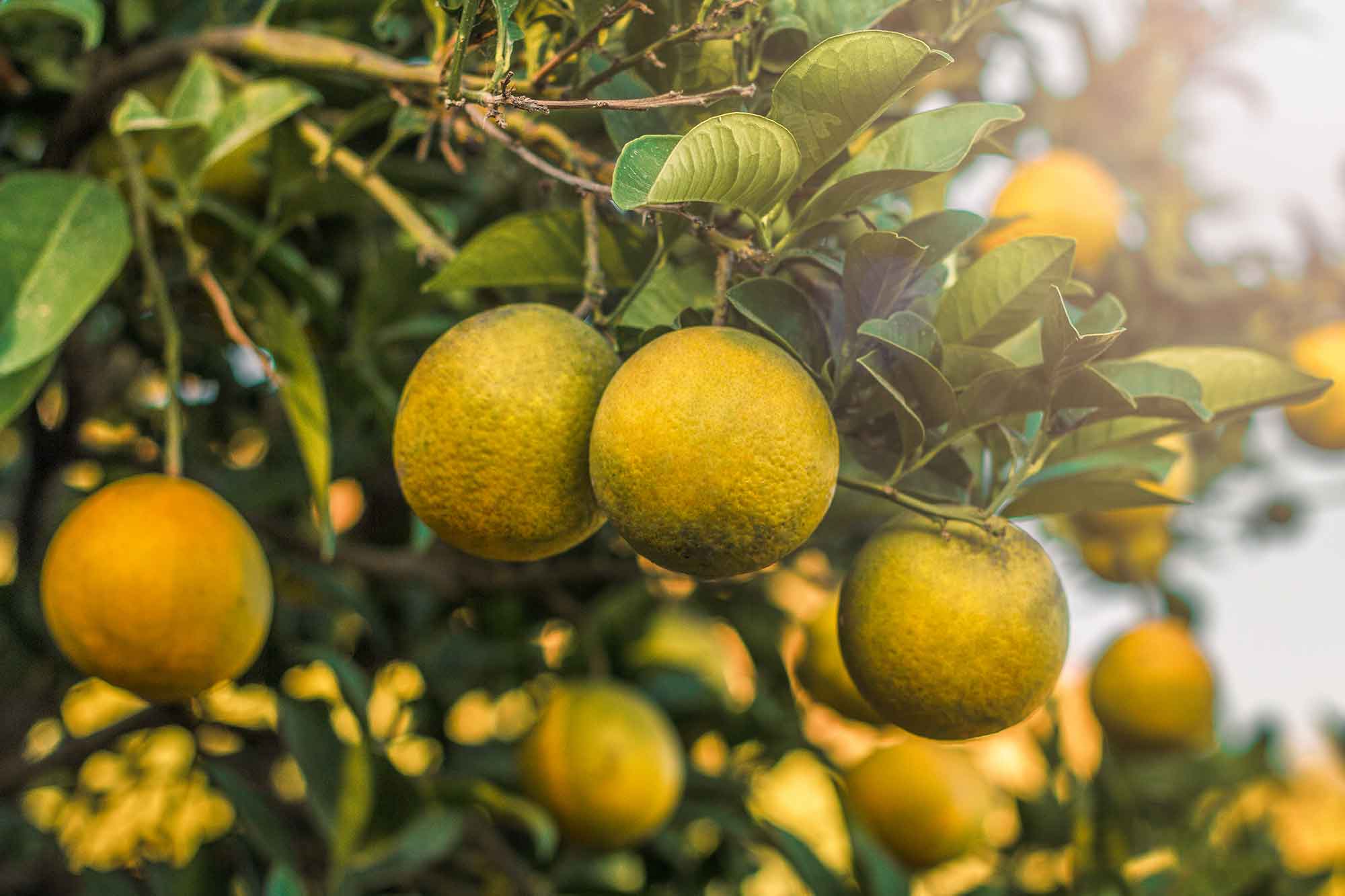 Citrus and oranges perfumes