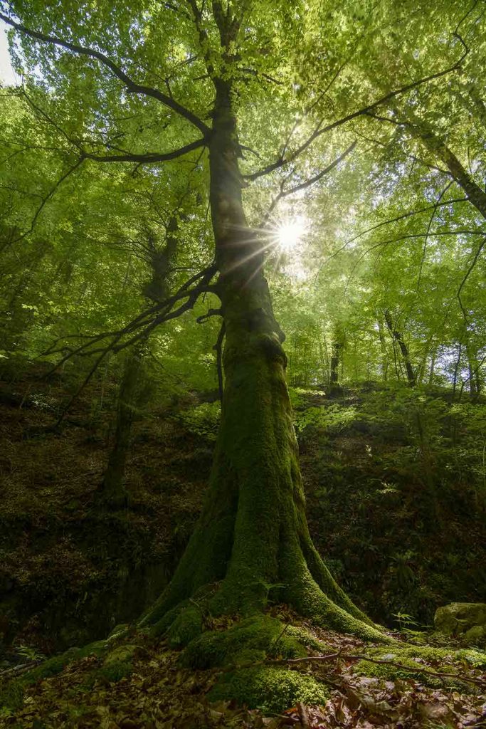 Scent of the forest