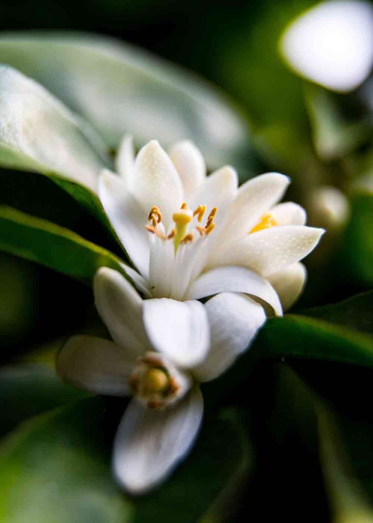 Profumo di fiori d'Arancio