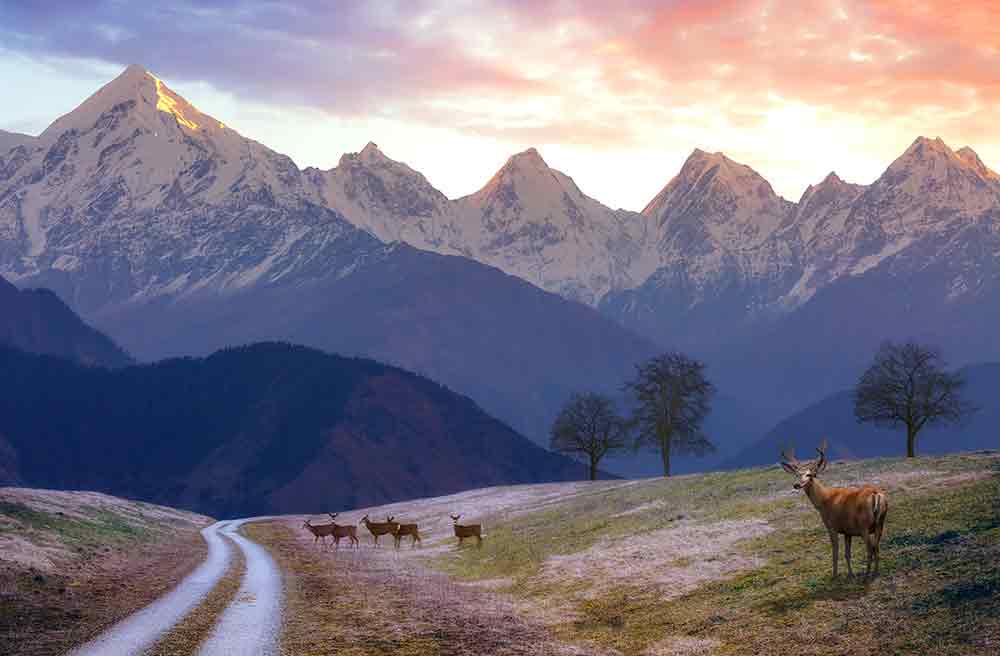 Cervo muschiato Himalayano