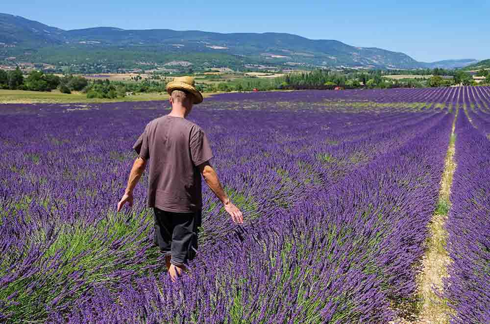 Coltivazione campo lavanda per profumi naturali