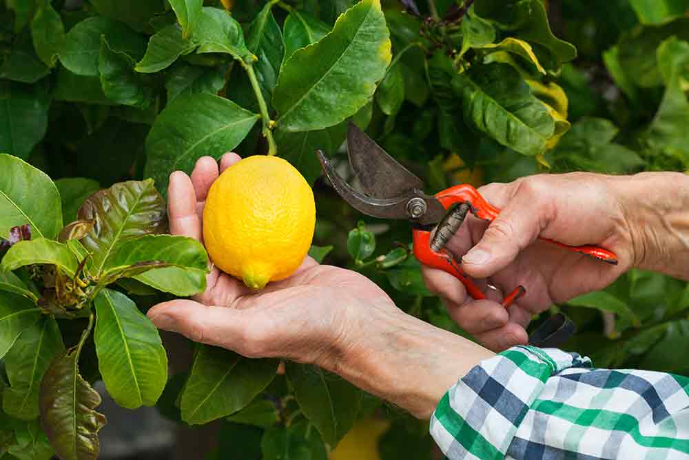 Cultivation of Lemons in Italy for natural notes of perfumes
