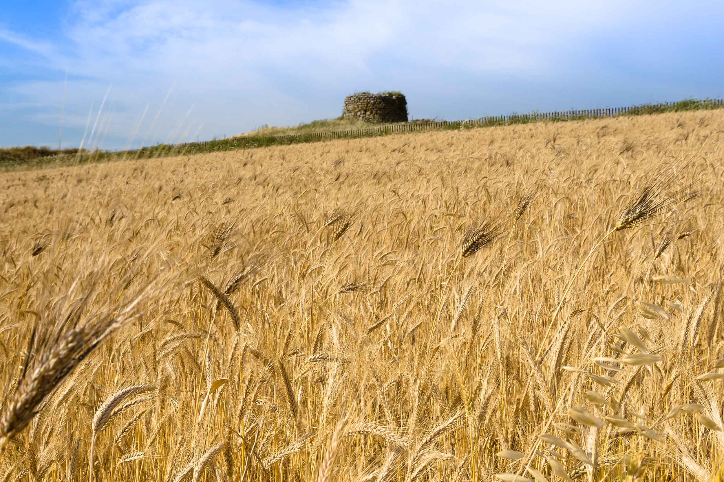 Panorama of a Wheat Field with a View of a Nuraghe